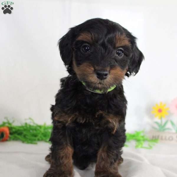 Alan, Yorkie Poo Puppy